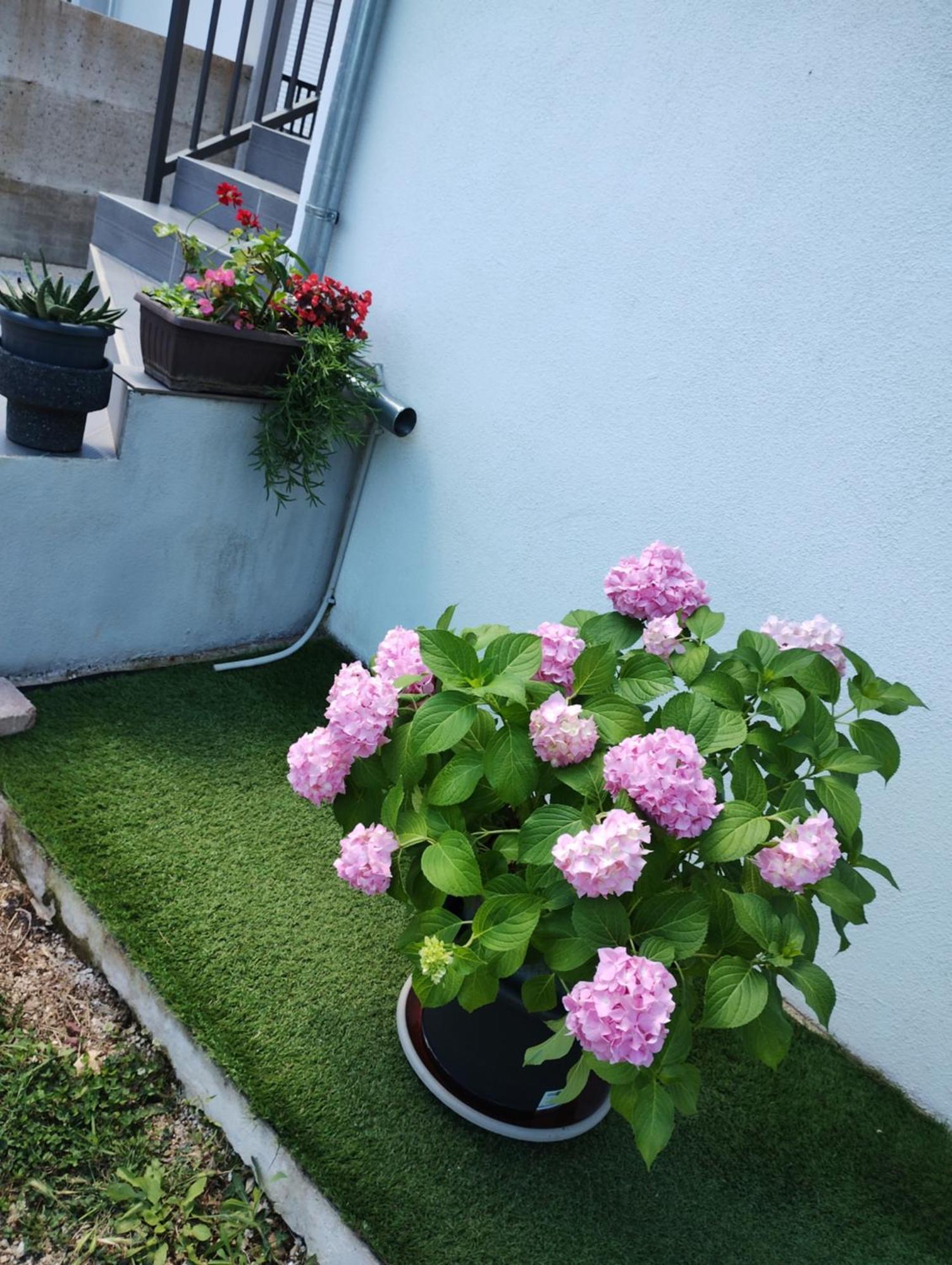 Apartman Enia Murvica  Quarto foto